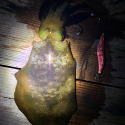 あみや渡船 釣果