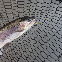 平谷湖フィッシングスポット 釣果