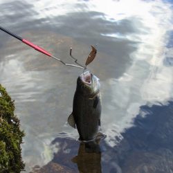 平谷湖フィッシングスポット 釣果
