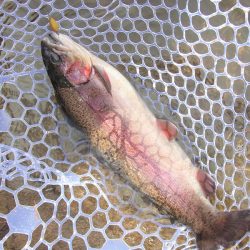 平谷湖フィッシングスポット 釣果