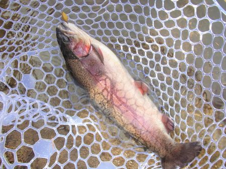 平谷湖フィッシングスポット 釣果