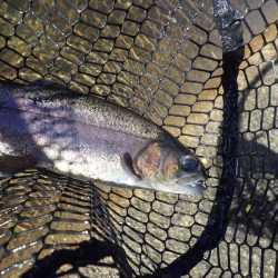 平谷湖フィッシングスポット 釣果