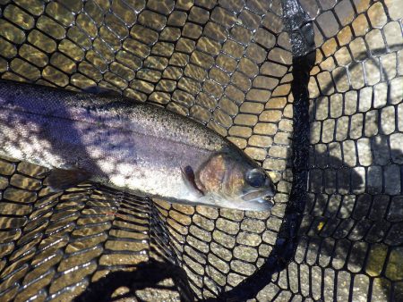 平谷湖フィッシングスポット 釣果