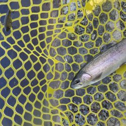 平谷湖フィッシングスポット 釣果