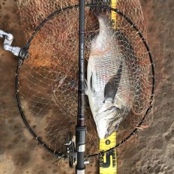 冬のヘチ釣り 釣果は夏レベル