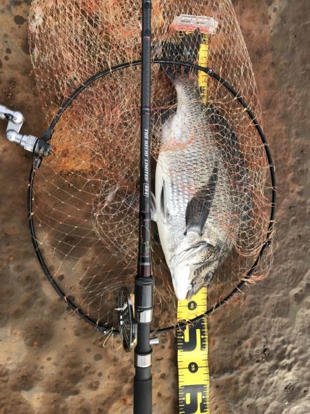 冬のヘチ釣り 釣果は夏レベル