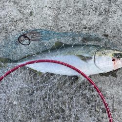 ホーム最終戦‼️