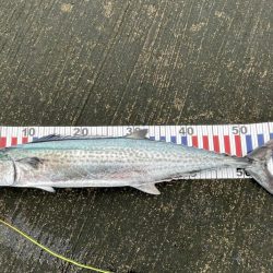 朝マヅメショアジギング