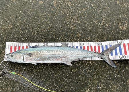 朝マヅメショアジギング