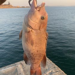 地元でコブダイ調査