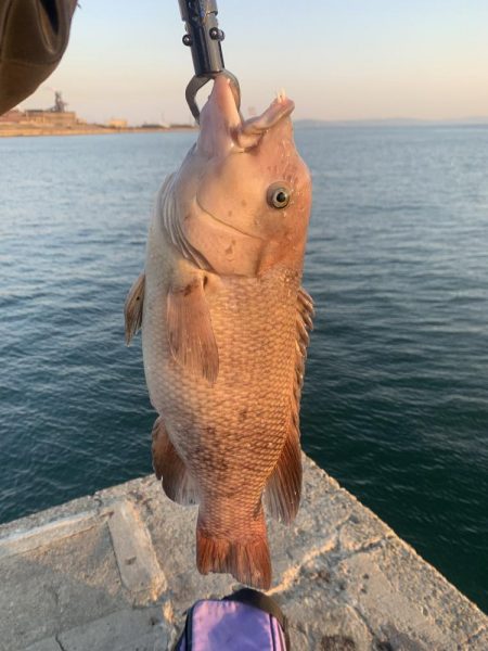 地元でコブダイ調査