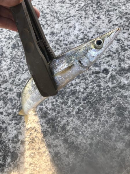 朝マズメのカマス祭り