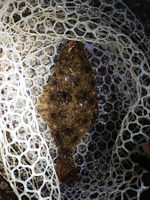 チニングに来たつもりだった