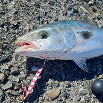 ハマチナブラ発生