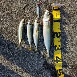 プチsalt water game