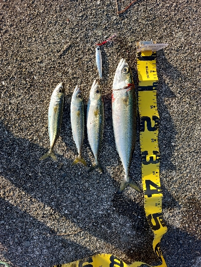 プチsalt water game