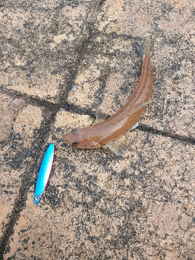 今日はあかんかった