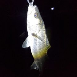 引きを求めて…