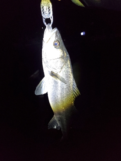 引きを求めて…