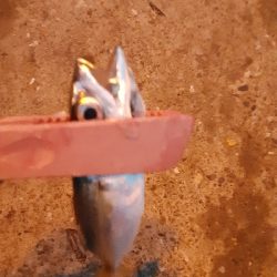 まだサバいてる