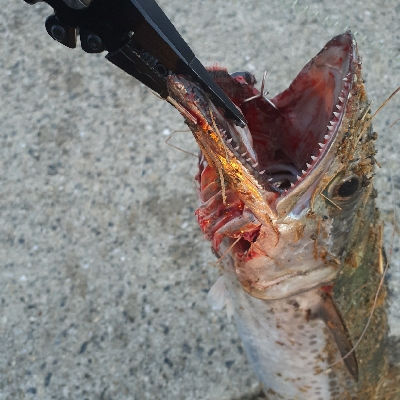 サゴシのみでした~