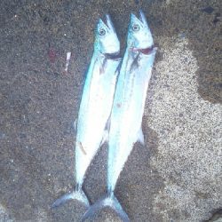 メバル狙いの筈が