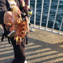 タチウオ釣りたかった！