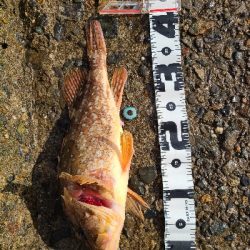 超デカガッシー