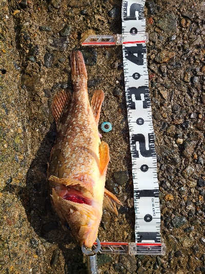 超デカガッシー