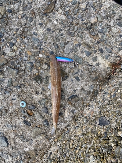 渋かったけど何とか1匹