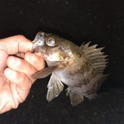 久々にメバリング