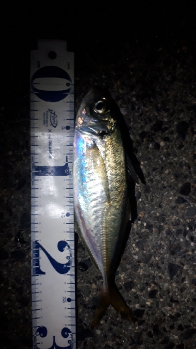 やっと、アジが接岸か？