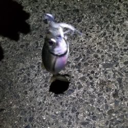 ばらしまくりのアジングとなった。