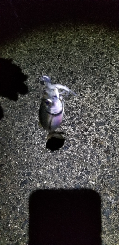 ばらしまくりのアジングとなった。