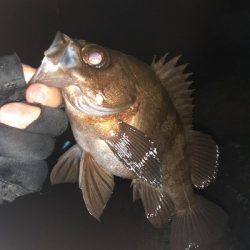 再度メバル調査へ