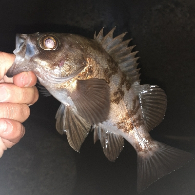 メバリング調査～