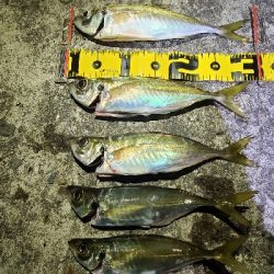 釣り納めアジング