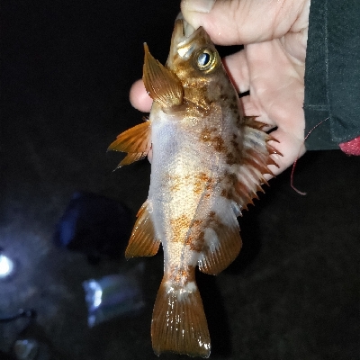 イヴにメバリング