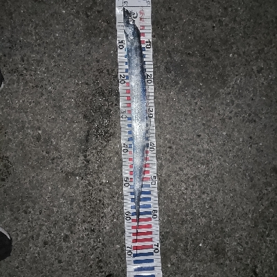 連日のメバリング