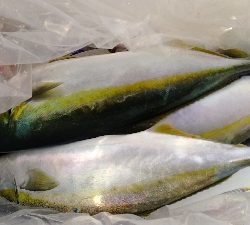 めちゃめちゃ釣れた