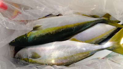 めちゃめちゃ釣れた