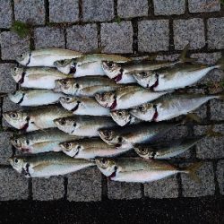 今年もやってきた