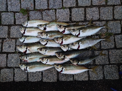 今年もやってきた