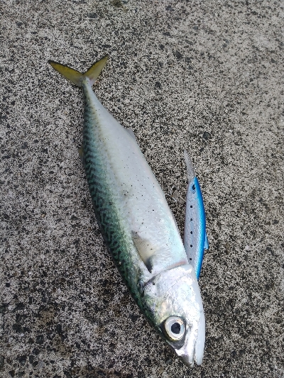 サワラバラしたわ～