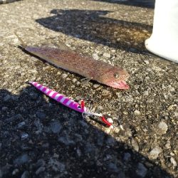 すいません…ESOっす