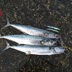 冬のサゴシは丸い