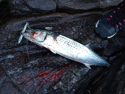 冬晴れの日のサゴシゲーム