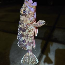 お久しぶりのガッシー！