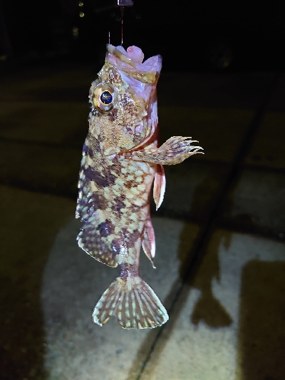 お久しぶりのガッシー！