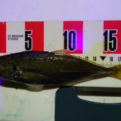 今年度最終釣行